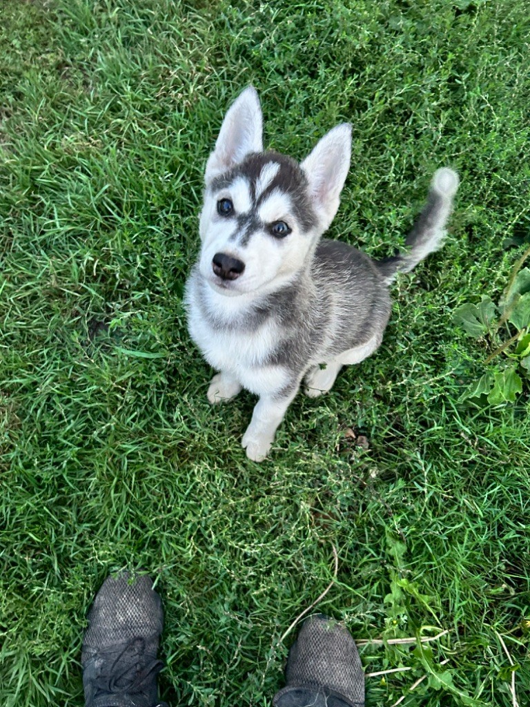 Lucky Wolf - Chiot disponible  - Siberian Husky