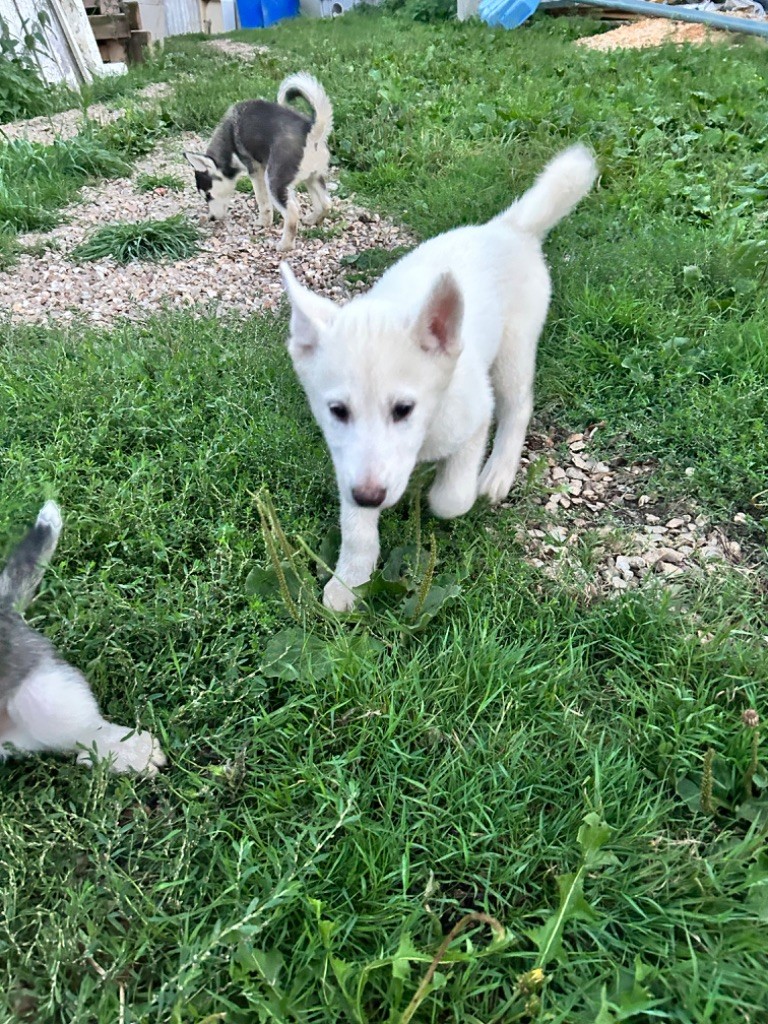 Lucky Wolf - Chiots disponibles - Siberian Husky